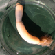 Illustration for article titled Newly Identified Species Of Penis Worm Still Looks Nothing Like A Penis